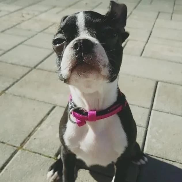 Maskot ambulancie — Boston Terrier s ružovým obojkom